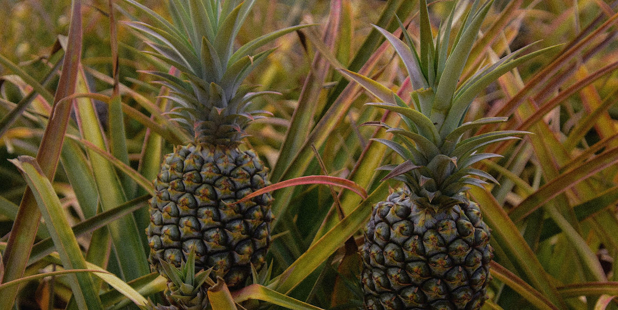 Rio Roller Flow Hockey Skate